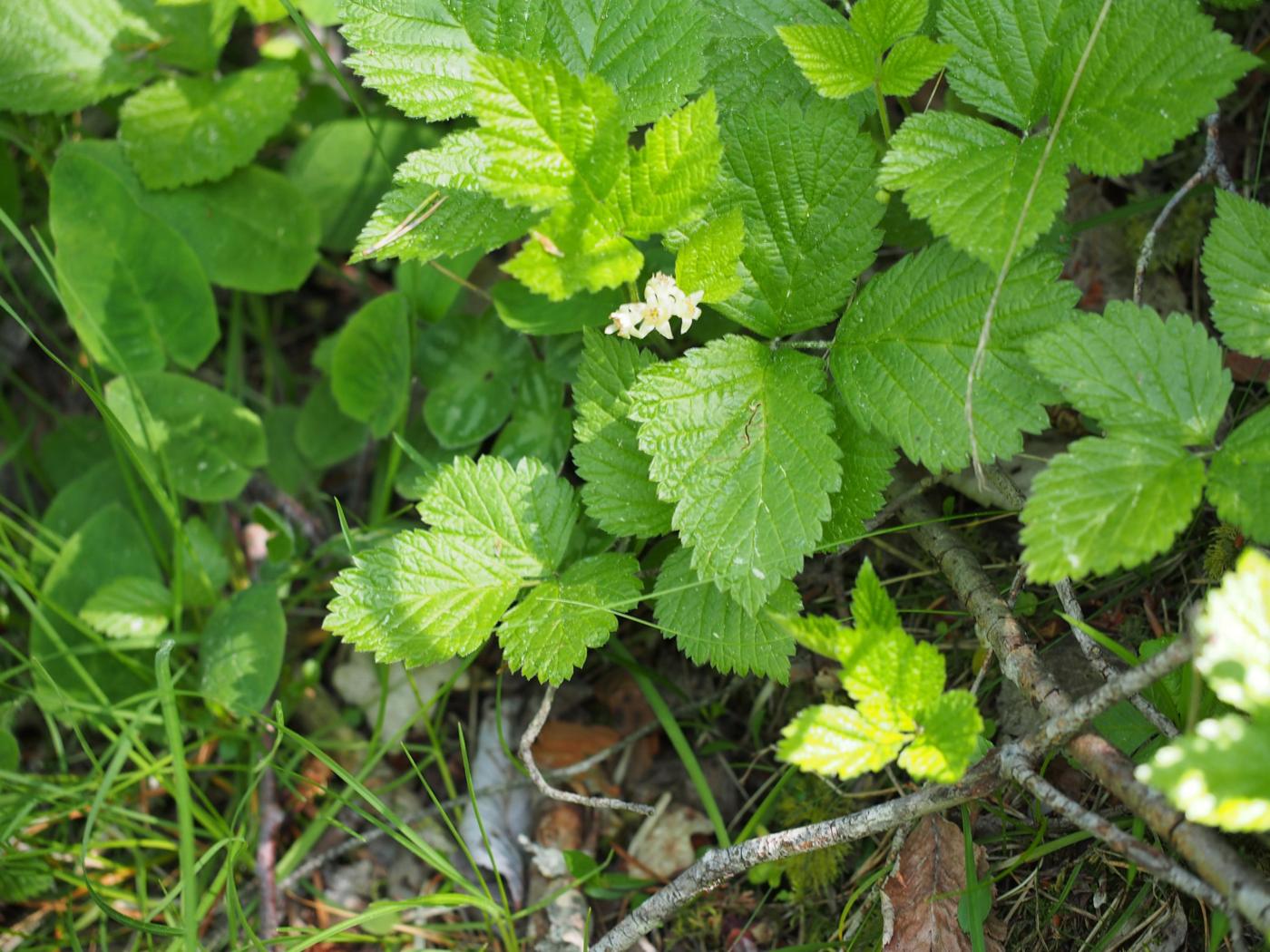 Bramble, Rock plant